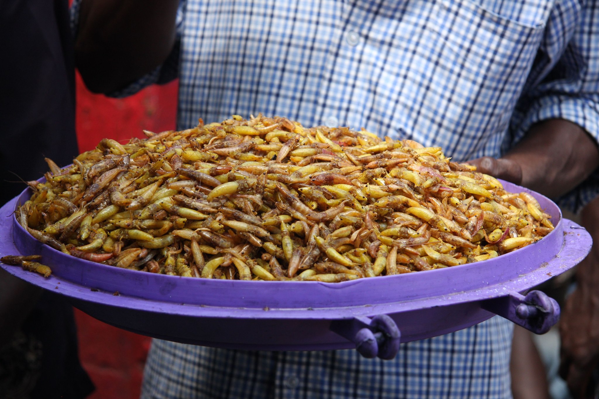 nside Uganda's centuries-old love for eating grasshoppers
