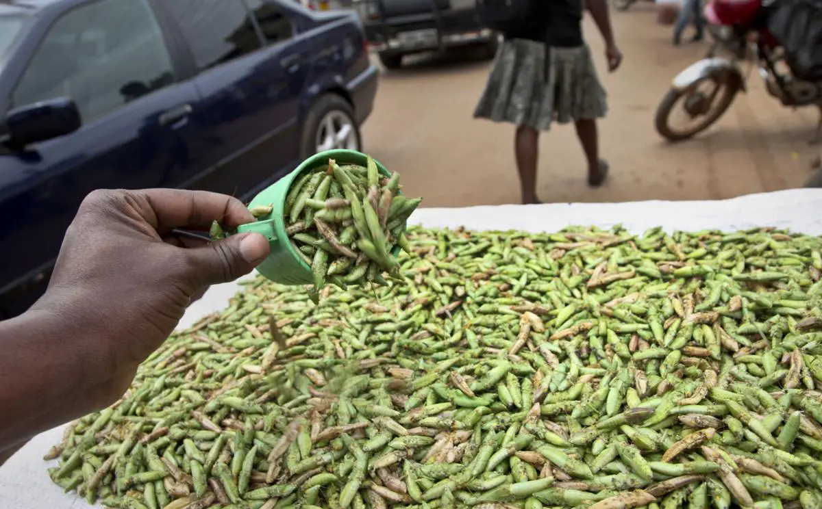 Inside Uganda's centuries-old love for eating grasshoppers