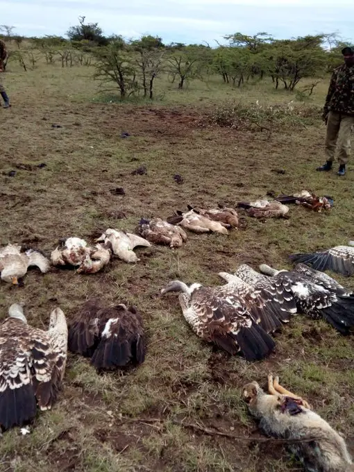 18 endangered vulture species poisoned in Laikipia, Kenya as human-wildlife conflict resurfaces