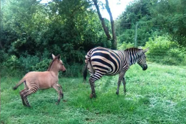 Magical Kenya stirs the world with the discovery of peculiar-looking zonkey