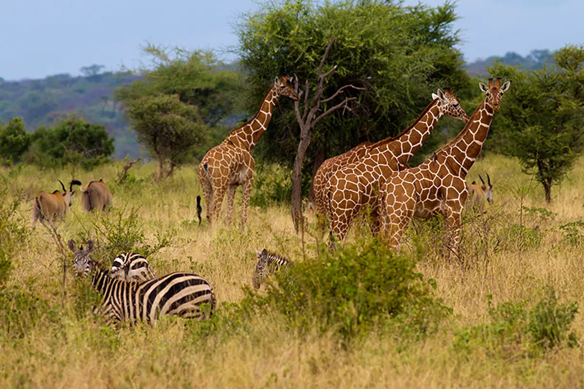 Kenya's Tourism Ministry crafts grand plan to revive sector in northern circuit