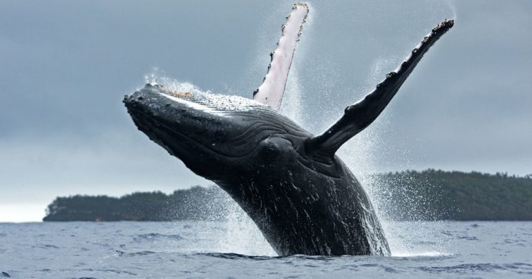 A first for Kenya! Enjoy Humpback Whale Migration in Watamu