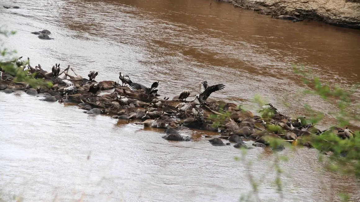More Than 300 Wildebeests Drown While Crossing Swollen Mara River