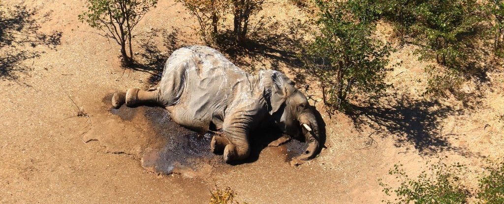 Botswana finds toxins in water responsible for killing 330 elephants