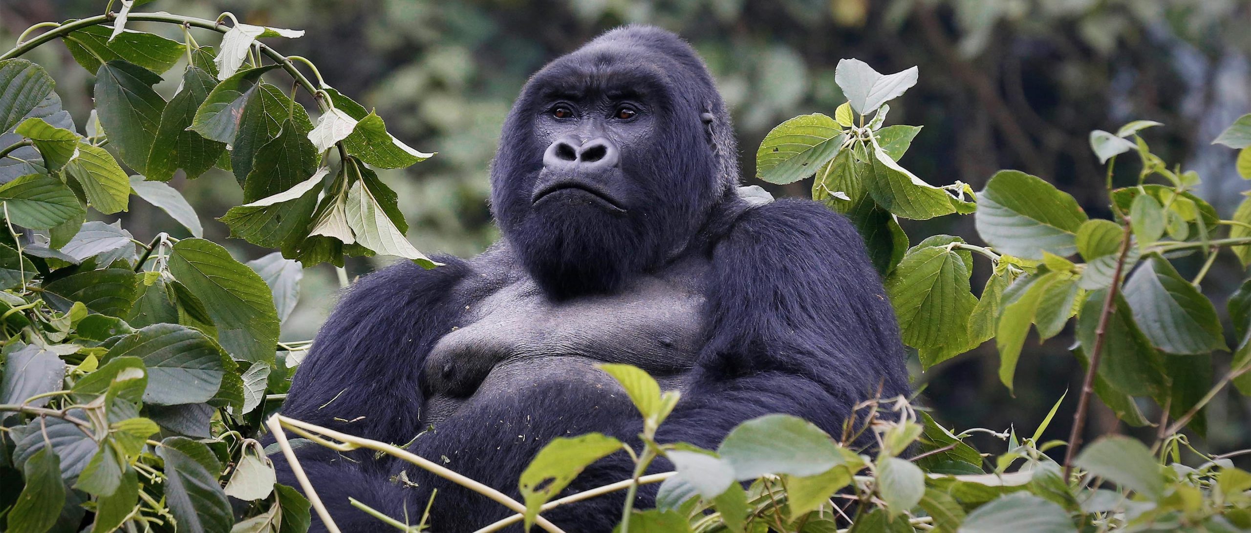 DRC becomes a hotspot for trafficking endangered great apes