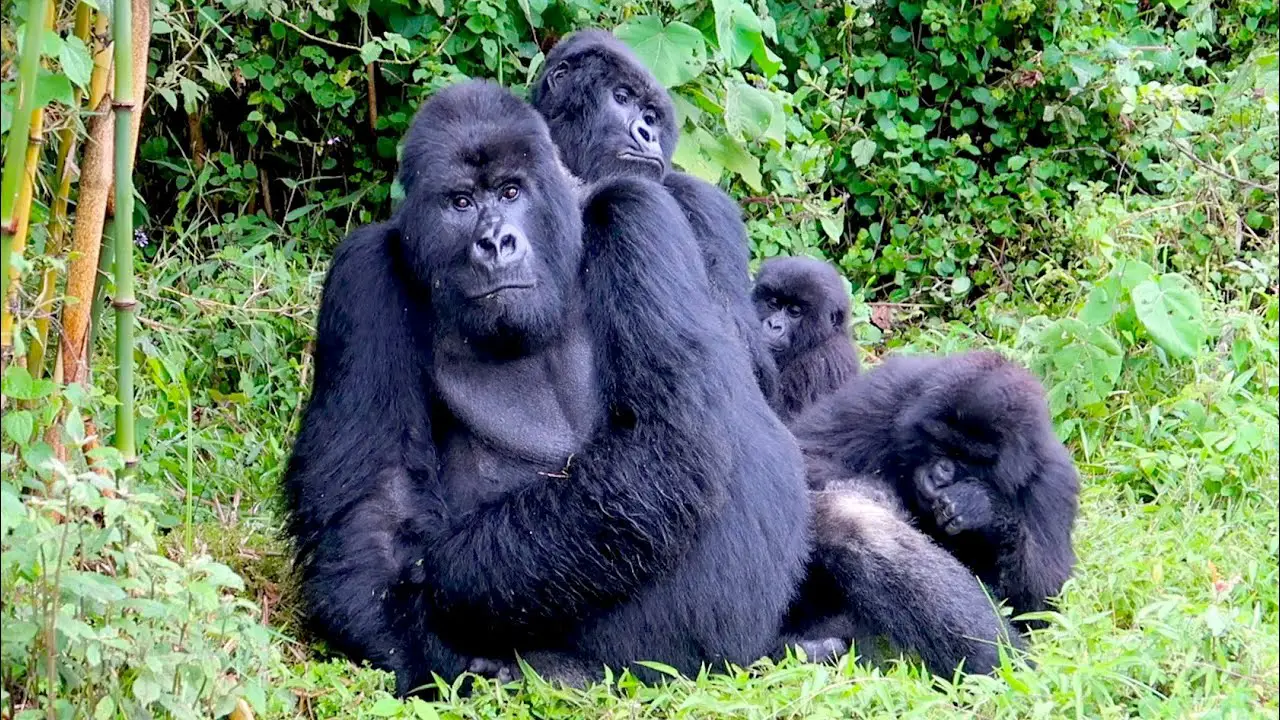 How Rwanda Is Protecting Endangered Mountain Gorillas In Covid-19 Era