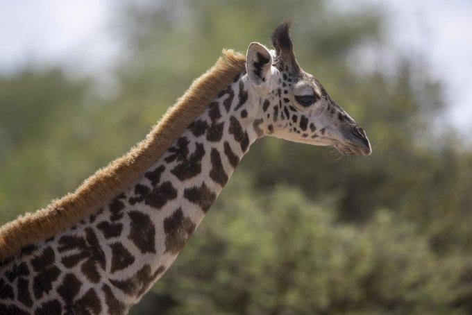 A giraffe in one of the Kenyan parks.