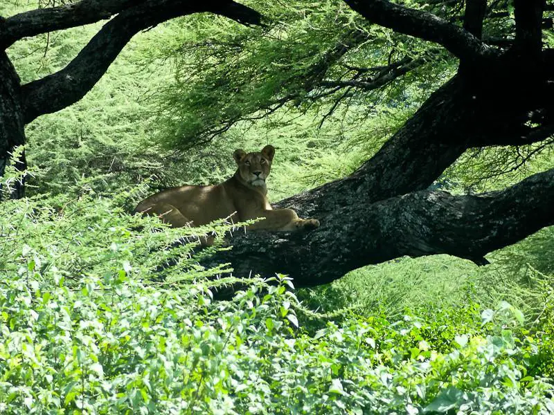 A lion at Tarangire National Park