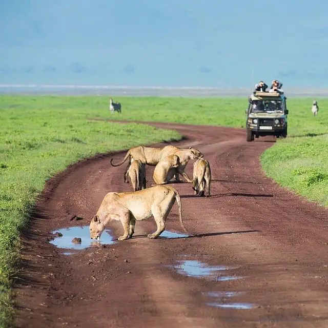 Lions from Nairobi National Park