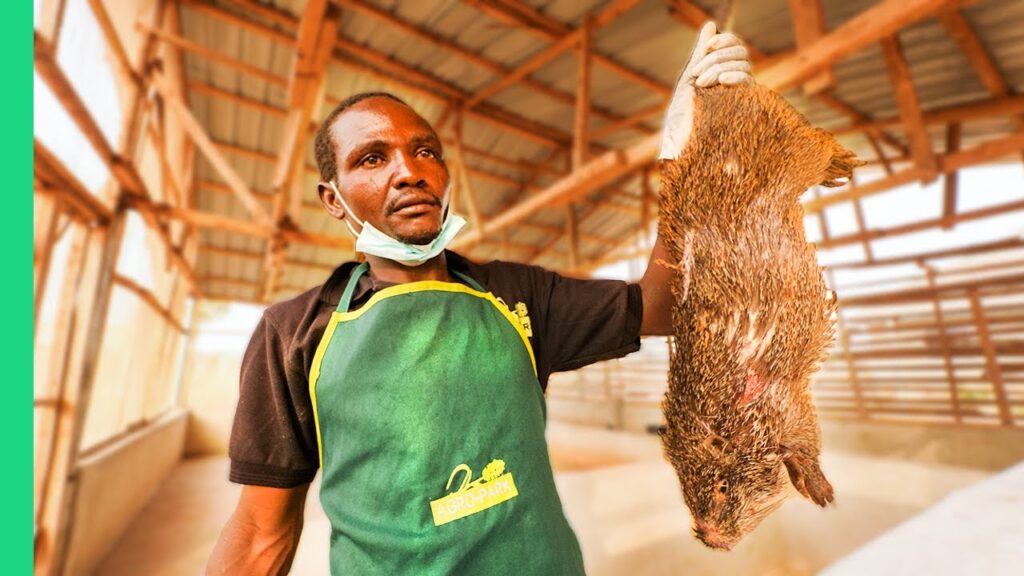 Why African Giant Rats Are A Delicacy In Nigeria - See Africa Today