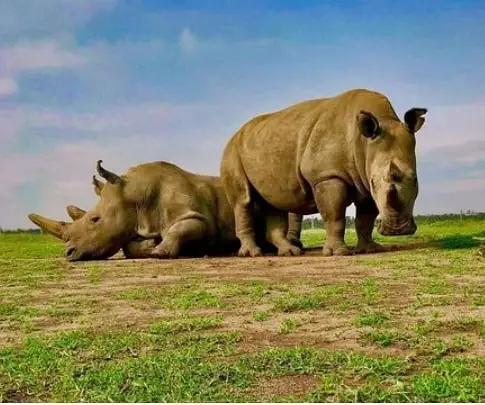 Rhino Reserve