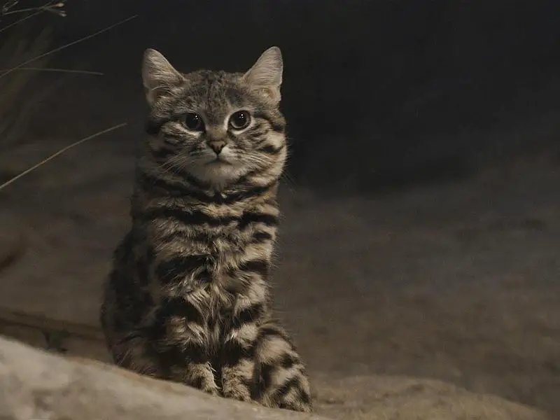African Black-Footed Cat
