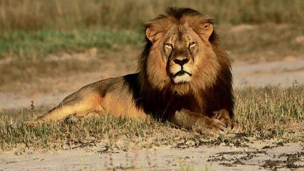 Mopane the lion in Zimbabwe