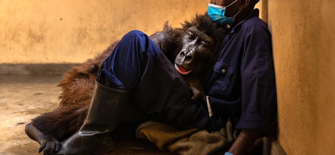 Andre Bauma with Ndakasi