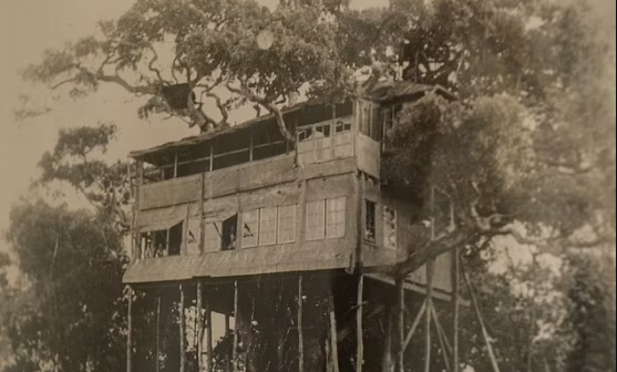 Treehouse in Treetop Nyeri