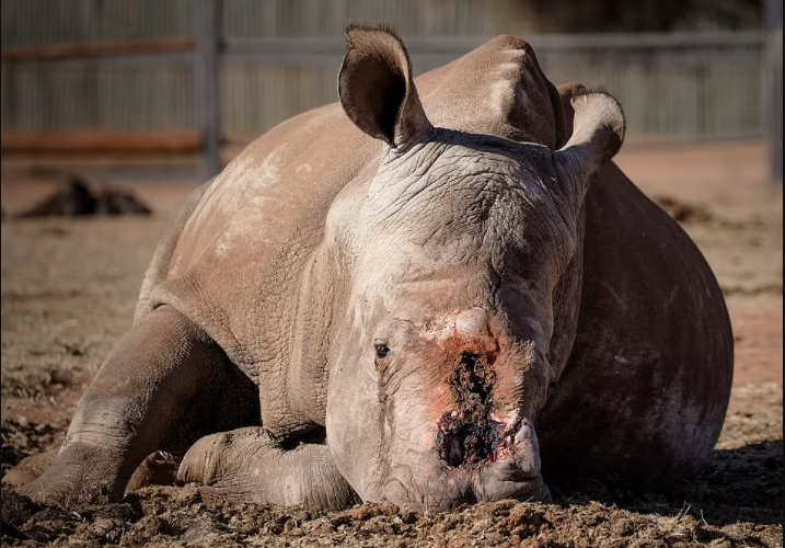 An injured rhino by poachers