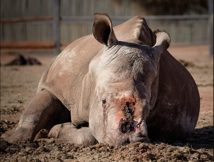 An injured rhino by poachers