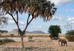 Tourism in Samburu County