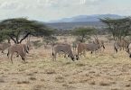 Best Safaris In Africa