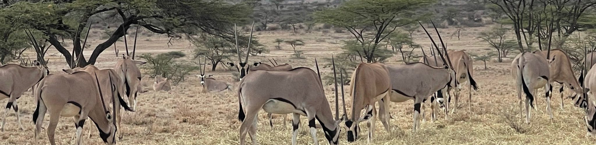 Best Safaris In Africa