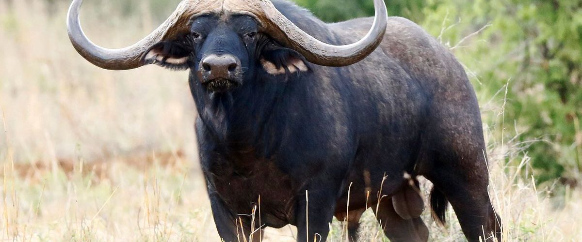 African Cape Buffalo