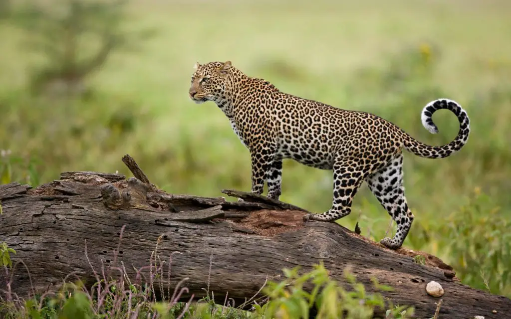 A leopard in Maasai Mara National Reserve