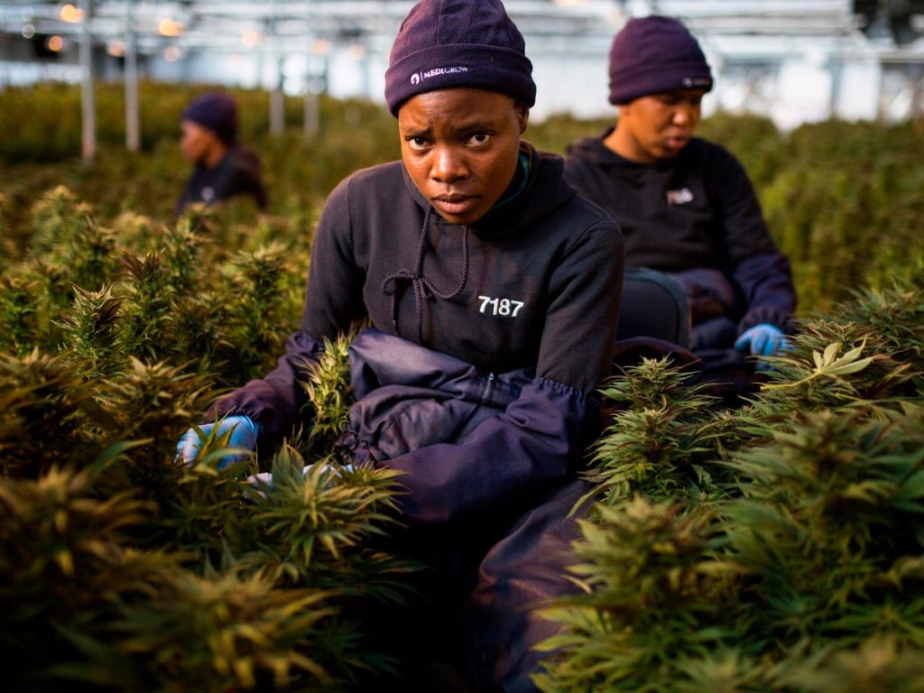 Cannabis growing in Lesotho