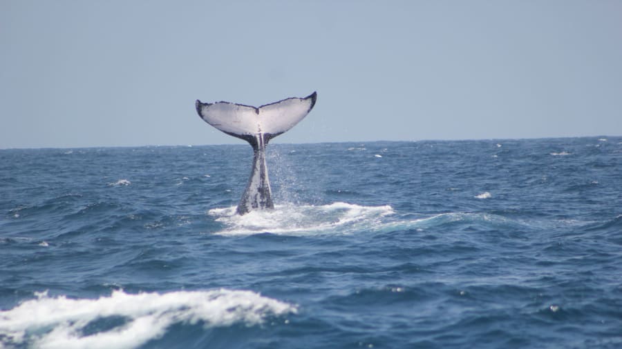Humpback whale in Watamu