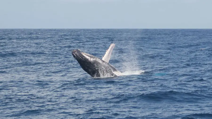 Humpback whale in Watamu. 