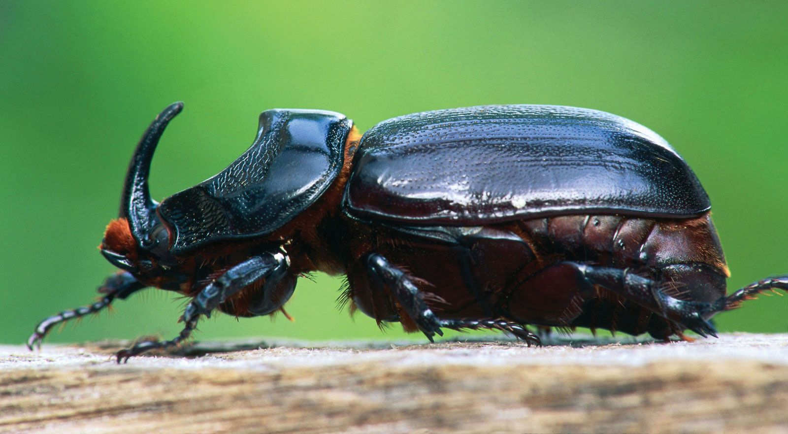 Rhinoceros Beetle