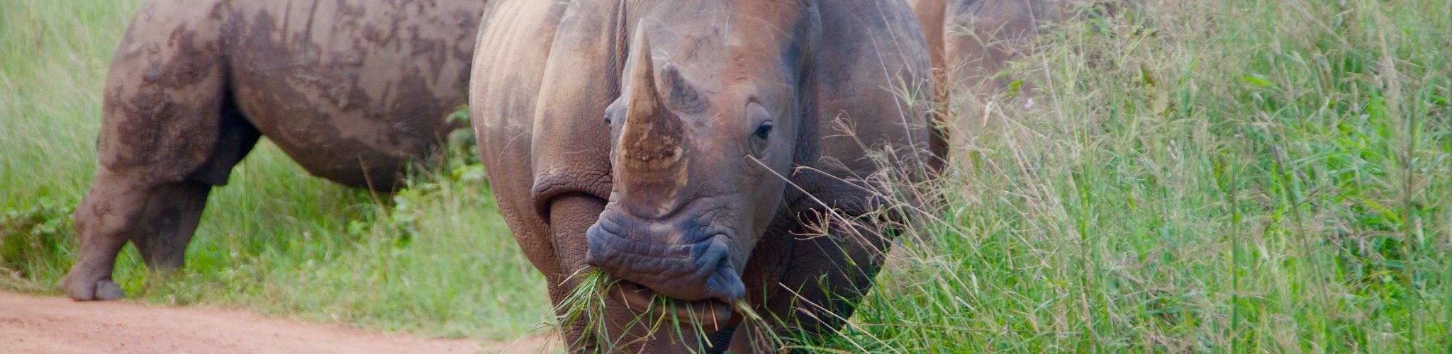 Ziwa Rhino Sanctuary