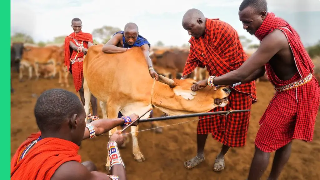 Maasai extracting blood from a live cow