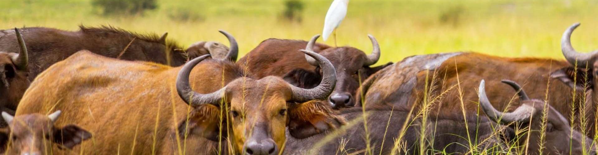 Queen Elizabeth National Park