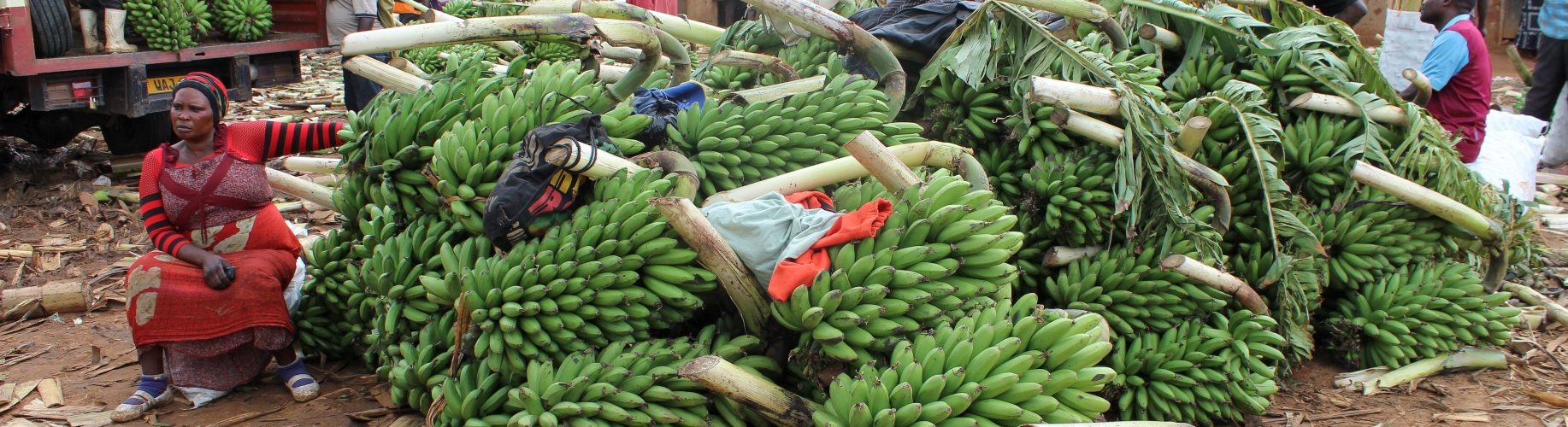 Bananas in Uganda