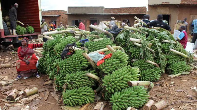 Bananas in Uganda