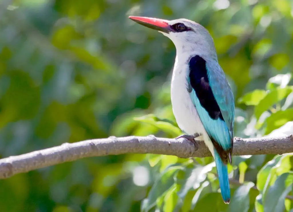 Birding in Botswana