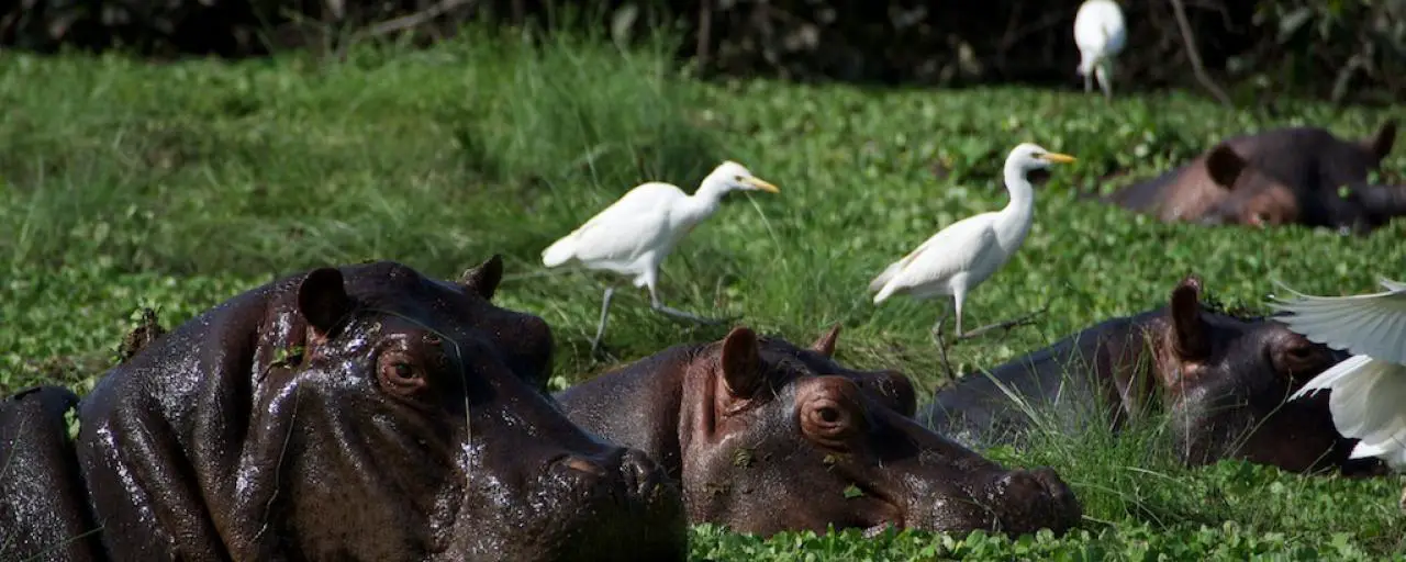 Hippos at the best places to visit in West Africa