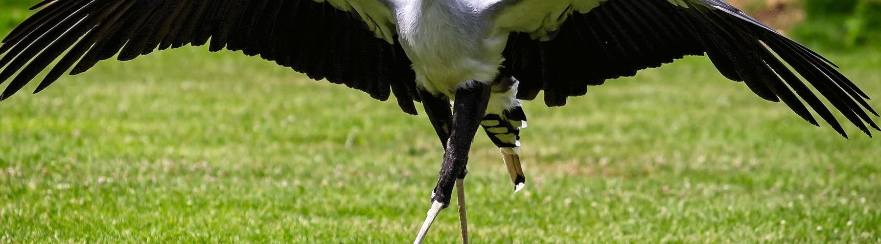 Secretary Bird