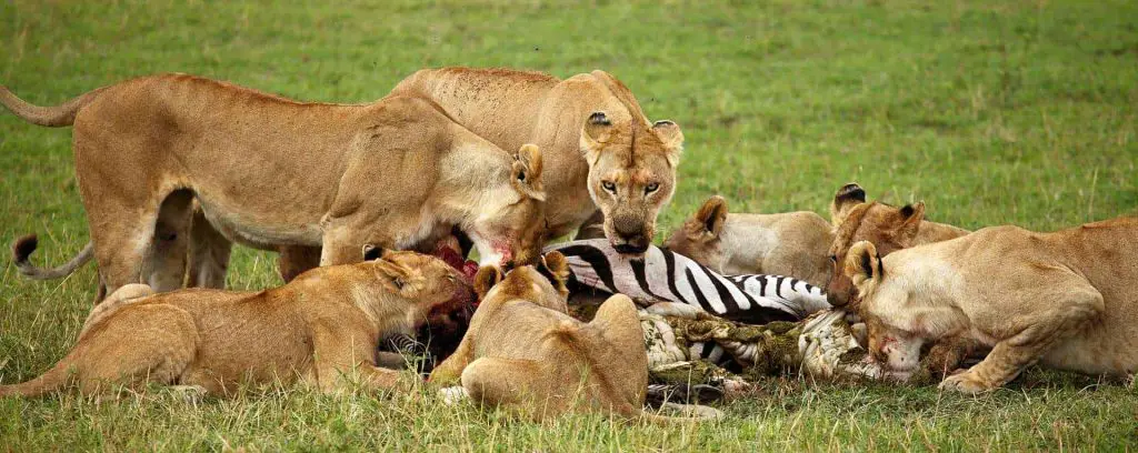 Serengeti National park Lions eating