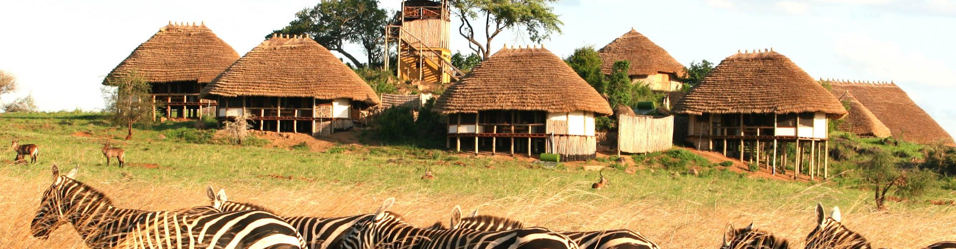Ugandan Safari