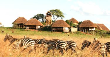 Ugandan Safari