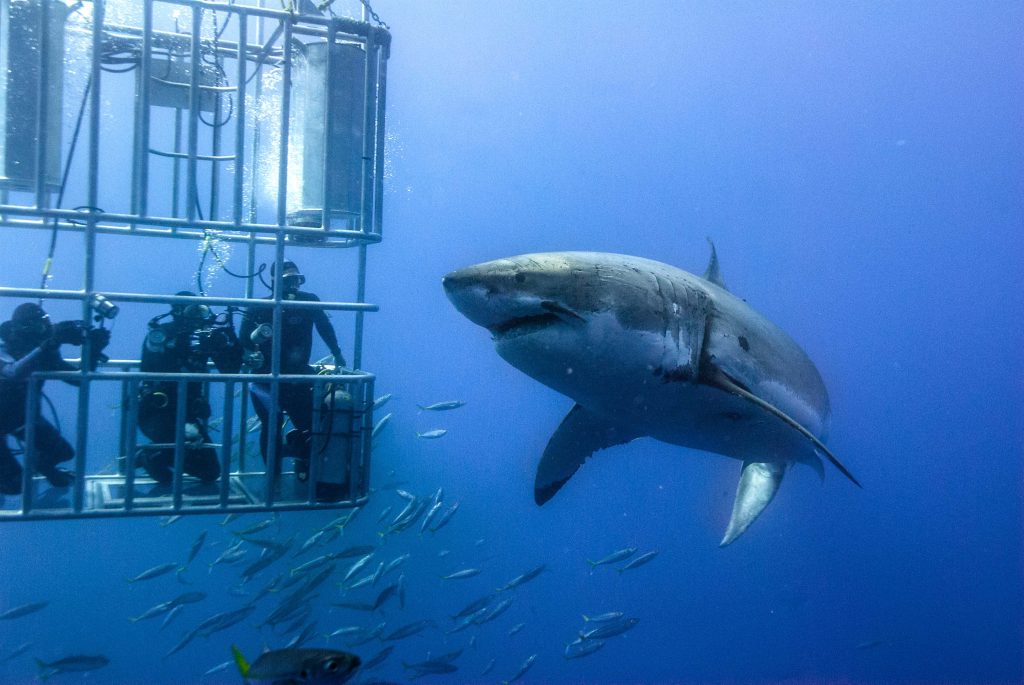 Shark Diving - Outdoor Thrill Activities South Africa