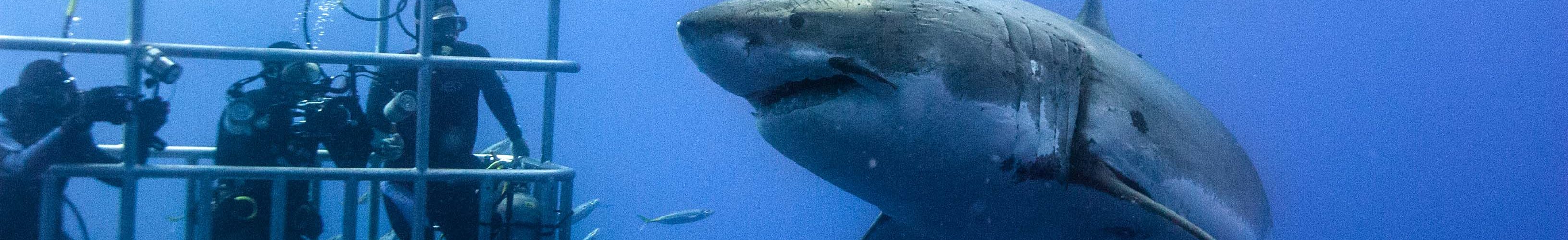 Shark Diving