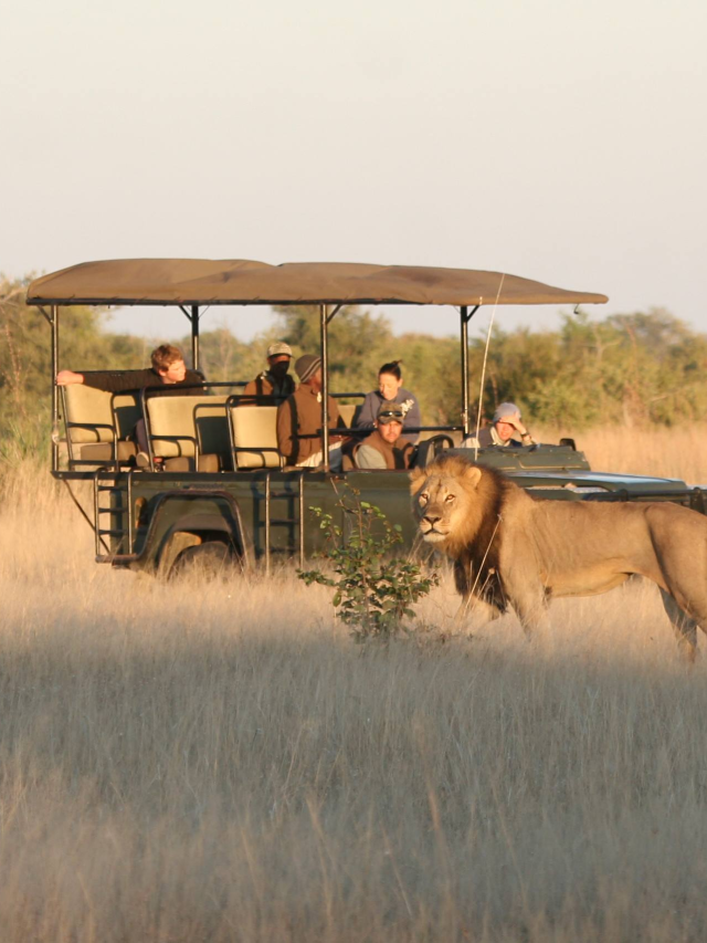 Amazing Zimbabwean Safari Adventures See Africa Today