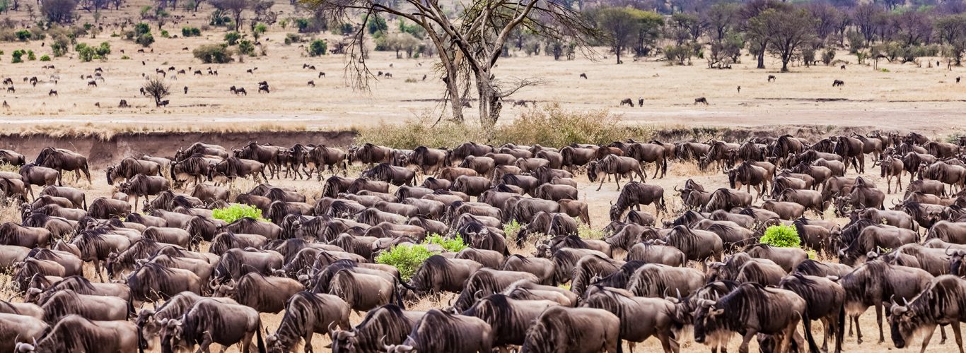 Fun facts of Tanzania