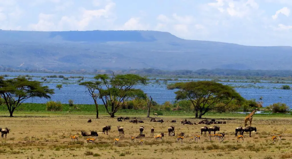 Nairobi National Park 