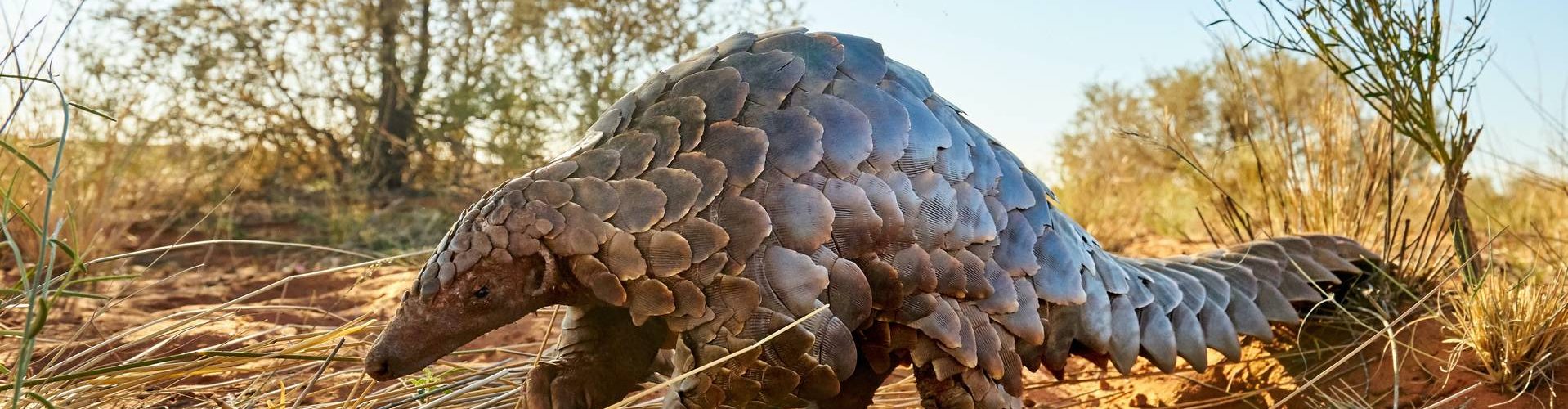 rare pangolin in Kalahari