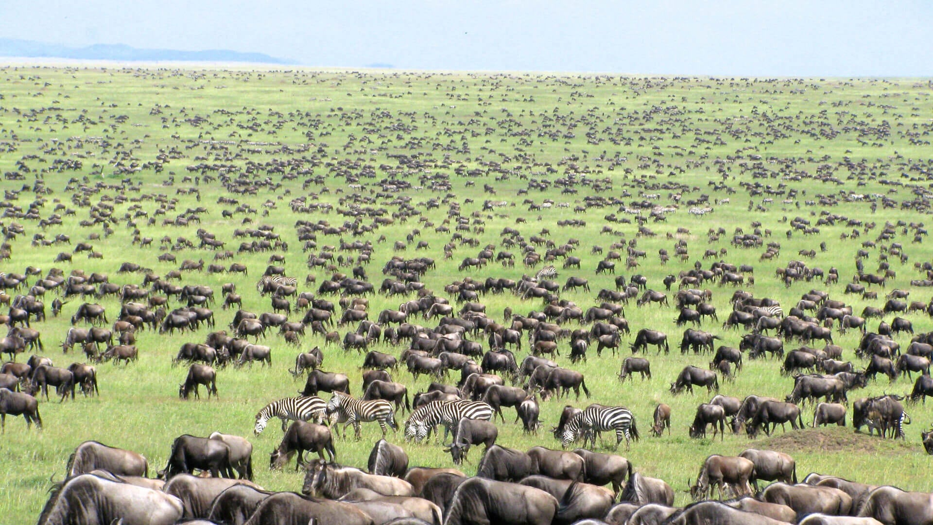 Herds of Wildebeests