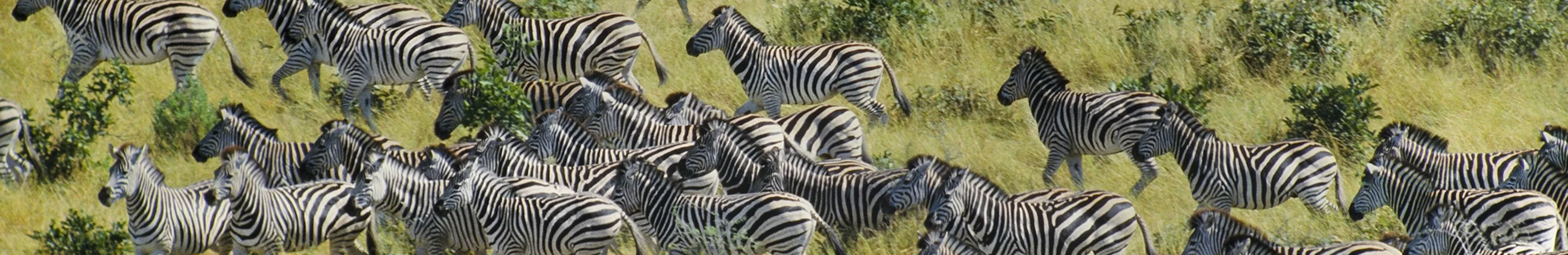 Greatest Animal Migrations in Africa