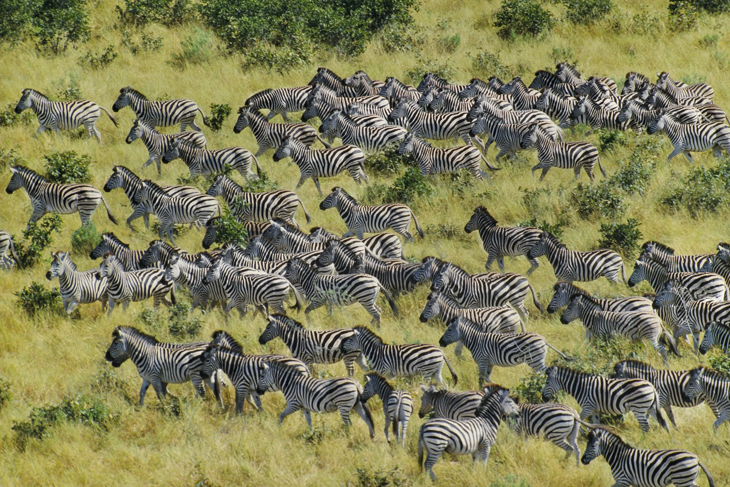 Greatest Animal Migrations in Africa